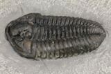 Calymene Niagarensis Trilobite From New York #147269-2